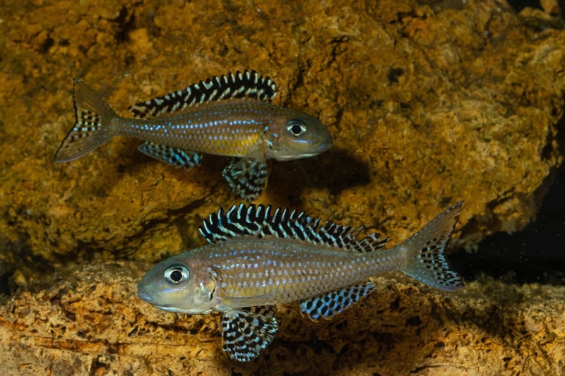 Xenotilapia papilio 'Tembwe Deux'